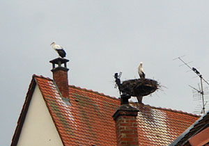 �A���U�X�̒�